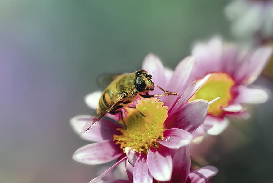 včela, hmyz, květ, nektar, pyl, zvíře, Příroda, zahrada, makro, detailní, bokeh