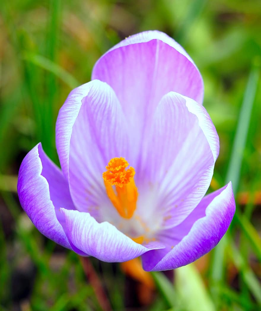 крокус, цветок, фиолетовый цветок, лепестки, фиолетовые лепестки, цветение, цвести, Флора, завод, весенний цветок, природа