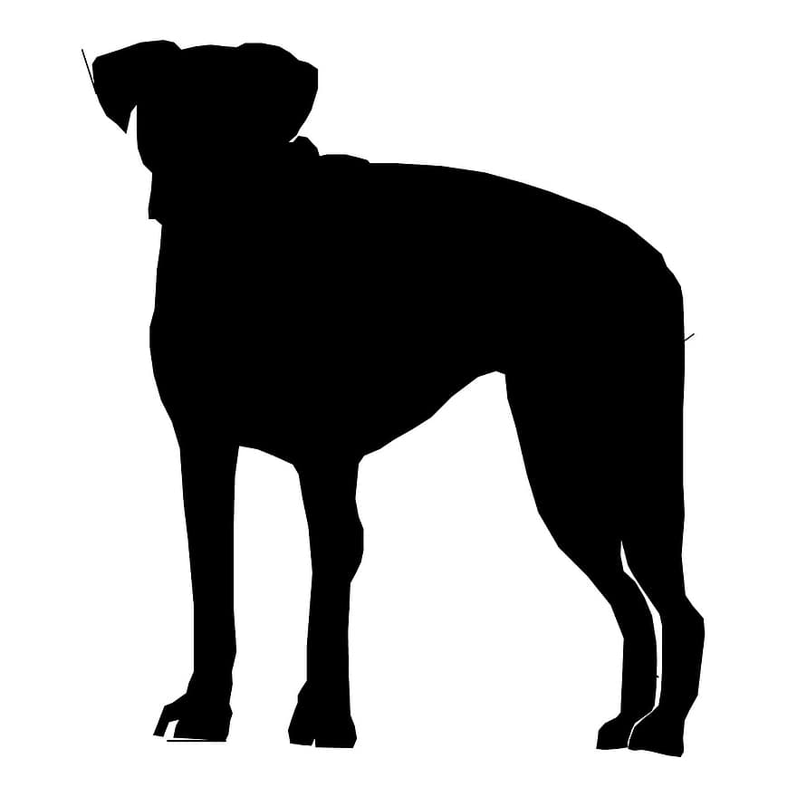 hond, tekening, schetsen, ras, wit, sterk, zwart, sterkte, loyaliteit, werkend, rasecht