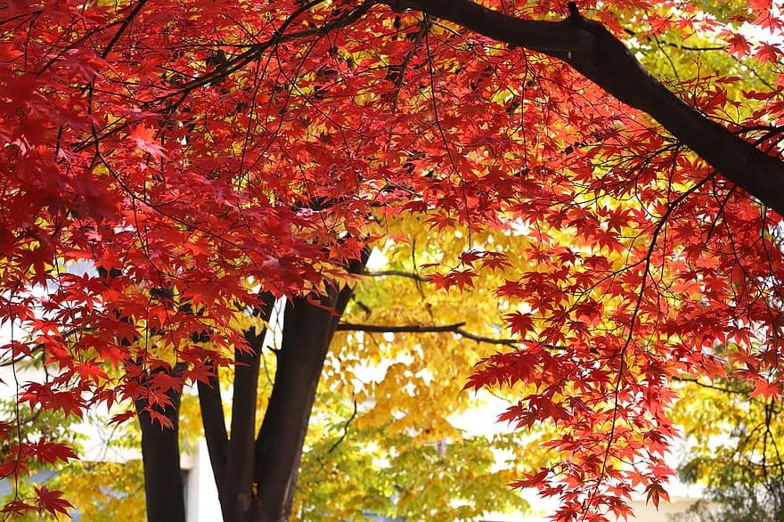 клен, осень, природа, падать, лист, дерево, желтый, время года, лес, разноцветный, ветка