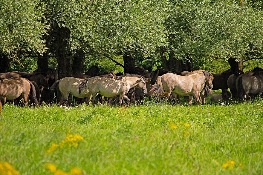 Konik Horses, Wild Horses, Herd, Stallion, Animals, Meadow, Landscape