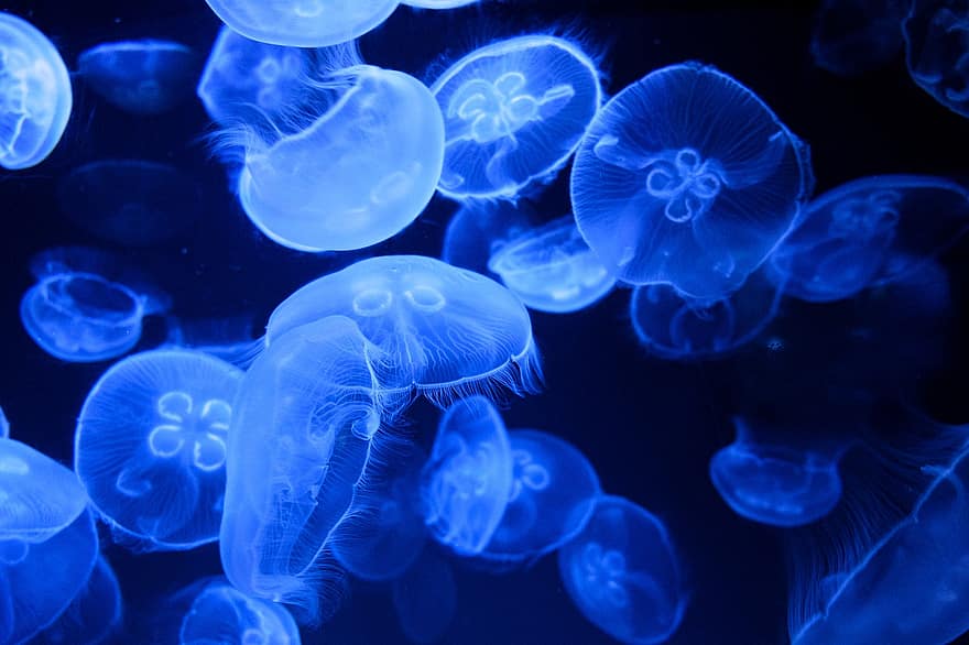 meduse, gelatine di mare, animale, vita marina, vita oceanica, natura, cnidarian, sottomarino, mare