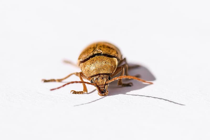 Golden Spider Beetle, bille, insekt, Niptus Hololeucus, Edderkoppebille, makro