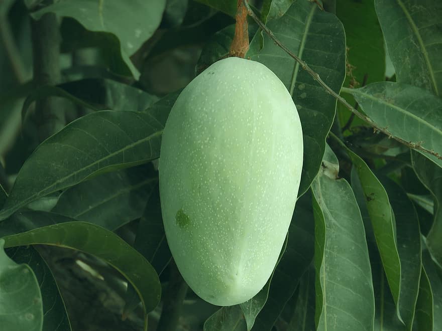 mango, augļi, neapstrādāts mango, zaļš mango, Indijas mango, uzturs, veģetārietis