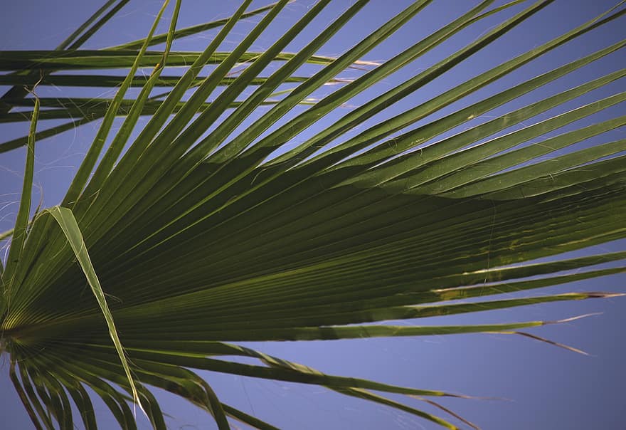 palmė, lapai, atogrąžų, flora