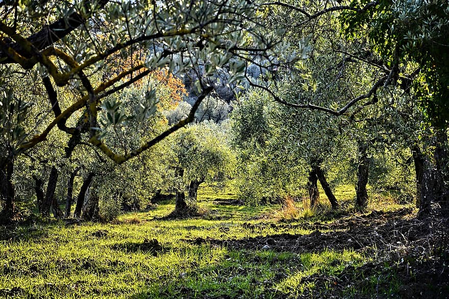 дървета, маслини, ферма, плантация, селско стопанство, култивиране, селски, околност, Via Delle Tavarnuzze, Флоренция, Тоскана