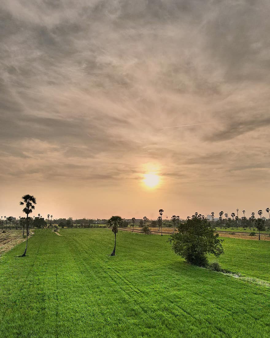 puesta de sol, campo de arroz, granja, Tailandia, Asia, amanecer, paisaje, agricultura, arroz, llanura, palmeras
