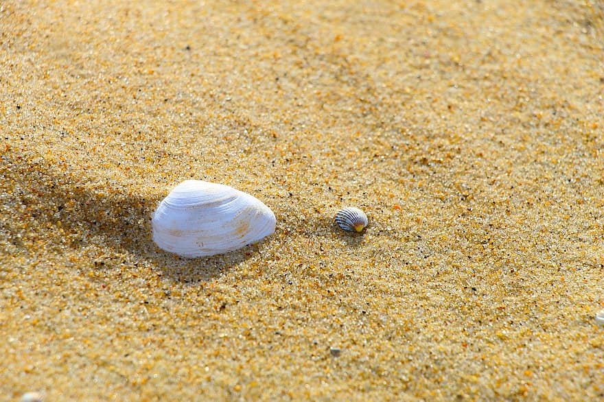 schelpen, strand, zand