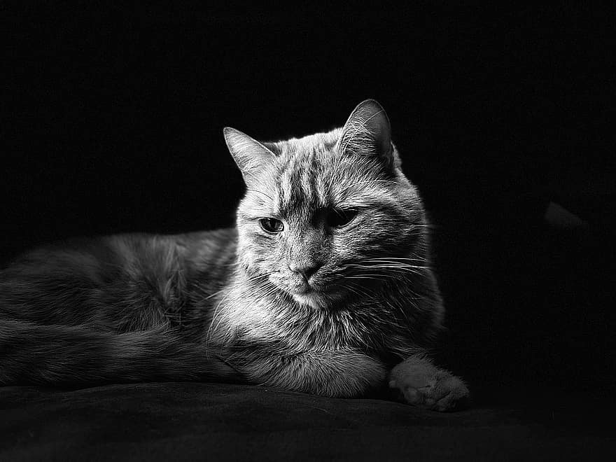 котка, портрет, Черно и бяло, домашен любимец, животно, котешки, вътрешен, домашни любимци, сладък, домашни животни, домашна котка