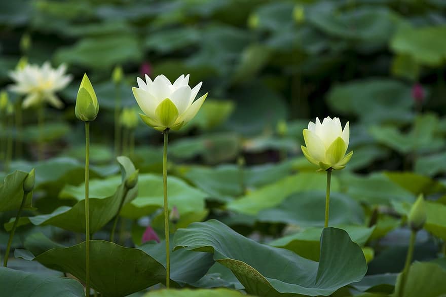 teratai, bunga-bunga, bunga lotus, bunga putih, kelopak, kelopak putih, berkembang, mekar, tanaman air, flora, daun