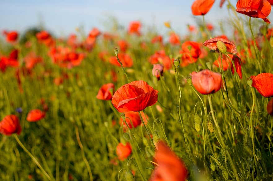 Poppies, Flowers, Meadow, Red Poppies, Red Flowers, Plants, Summer, Field