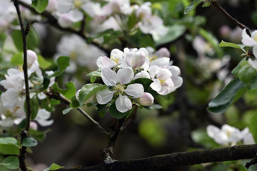 appelbloesems, bloemen, bloeiend, bloei, natuur, de lente, boom, blad, detailopname, fabriek, bloem