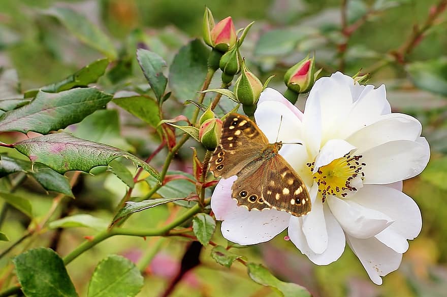arbusto rosa, branco, inseto, borboleta, satyrinae, Flor