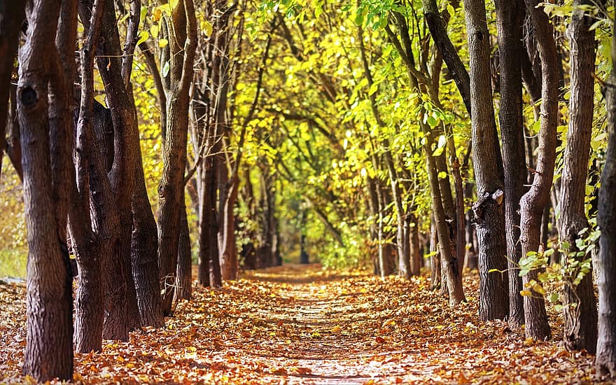 ősz, fák, sugárút, fa bélelt, levelek, lombozat, őszi levelek, őszi lombozat, őszi színek, őszi szezon, esik lombozat