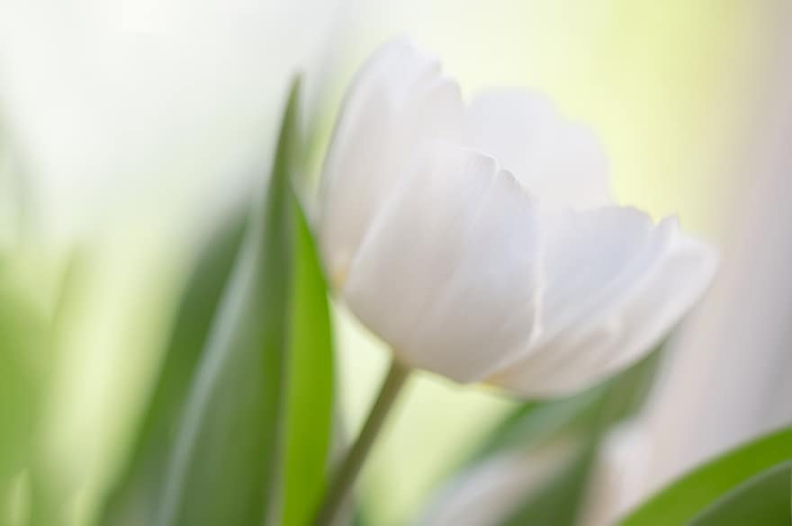 tulipanes, tulipanes blancos, flor, flor blanca, floración, planta floreciendo