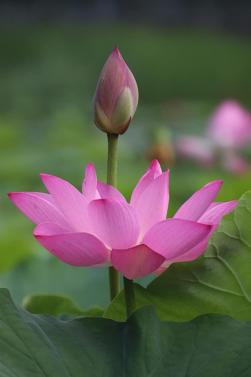 lotos, pączek, kwiaty, kwiaty lotosu, roślina, Lilia wodna, roślina wodna, flora, rozkwiecony, kwitnące, Natura