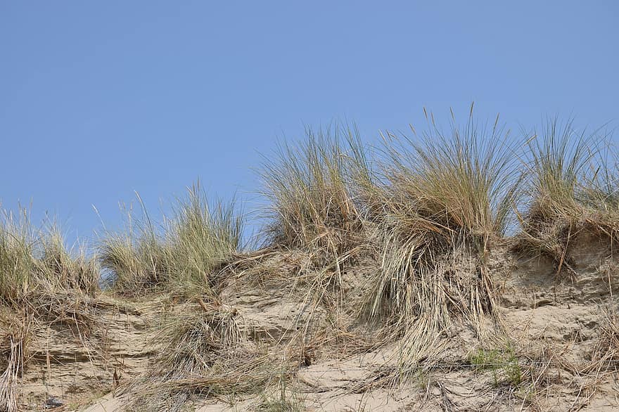Dunes, Grass, Marram Grass, Coastline