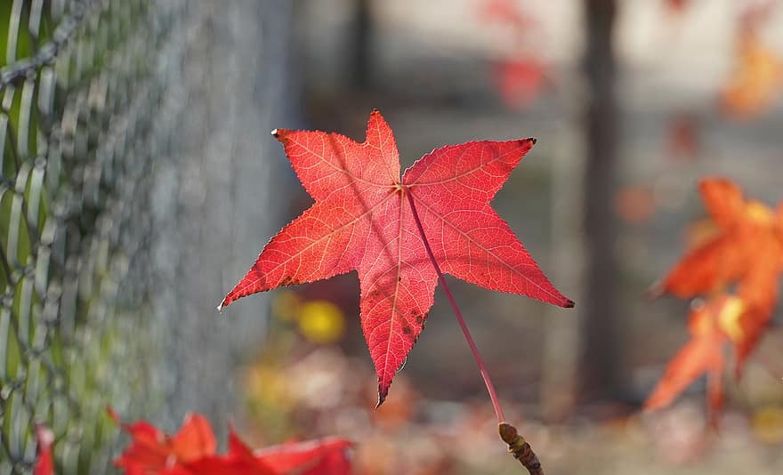 kļavas lapas, rudenī, lapas, zaļumi, rudens lapas, rudens zaļumi, rudens sezona, kritums zaļumiem, kritums lapas, sezonā, dzeltens