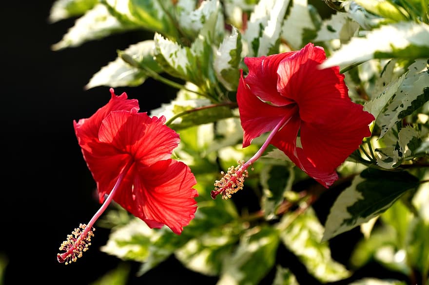 ハイビスカス、フラワーズ、庭園、赤い花、花びら、赤い花びら、咲く、花、植物、フローラ