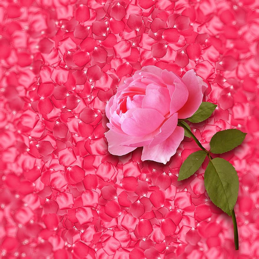 фон, цветок, розовый, Роза, шаблон, лепестки, цветение, завод, день матери, весна, лепесток