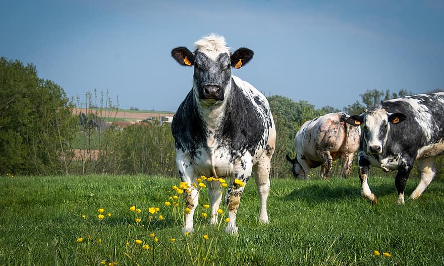 mucche, bestiame, pascolo, animali da fattoria, buoi, vacche da latte, ranuncoli, campagna, paesaggio, sfondo animale, erba