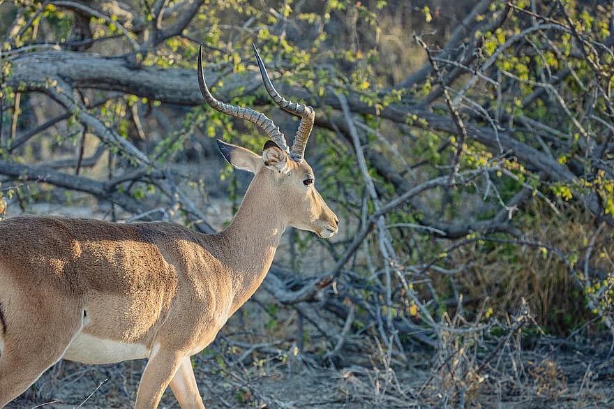 impala, zvíře, safari, antilopa, savec, volně žijících živočichů, Příroda, divočina, divoký, savany, národní park