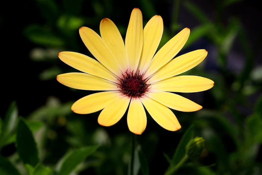 Daisy, Flower, Plant, Petals, Yellow Flower, African Daisy, Osteospermum, Gazania, Wildflower, Spring, Bloom