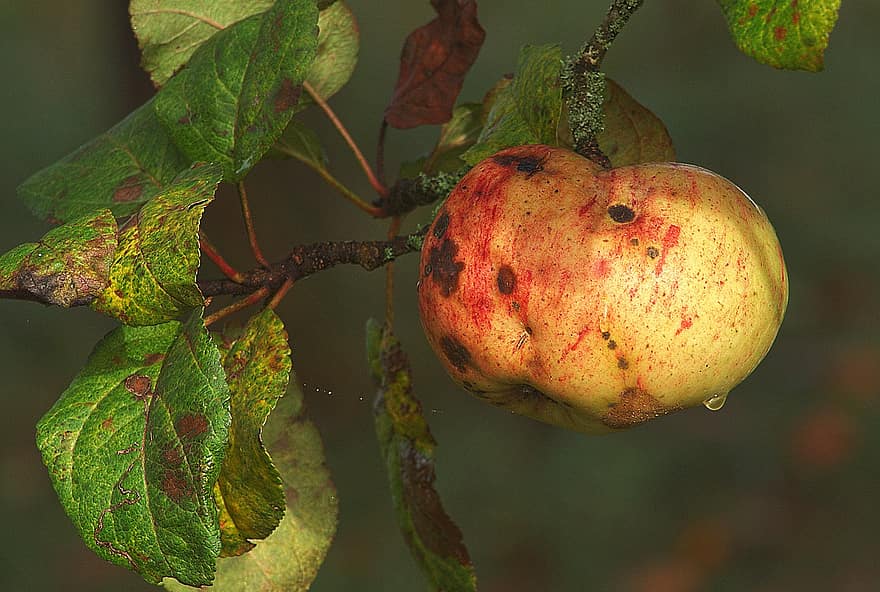 maçã, árvore de maçã, fruta, árvore frutífera, tempo de colheita, jardim, Pomar