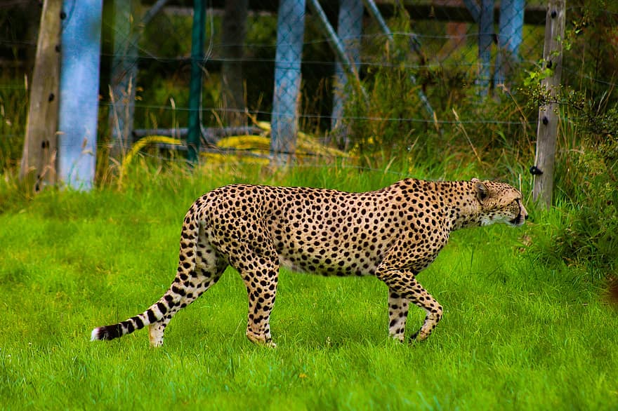 cheetah, dzīvnieku, zooloģiskais dārzs, savvaļas dzīvnieki, plēsējs, savvaļas, zīdītāju, mednieks, bīstami, safari, raksturs