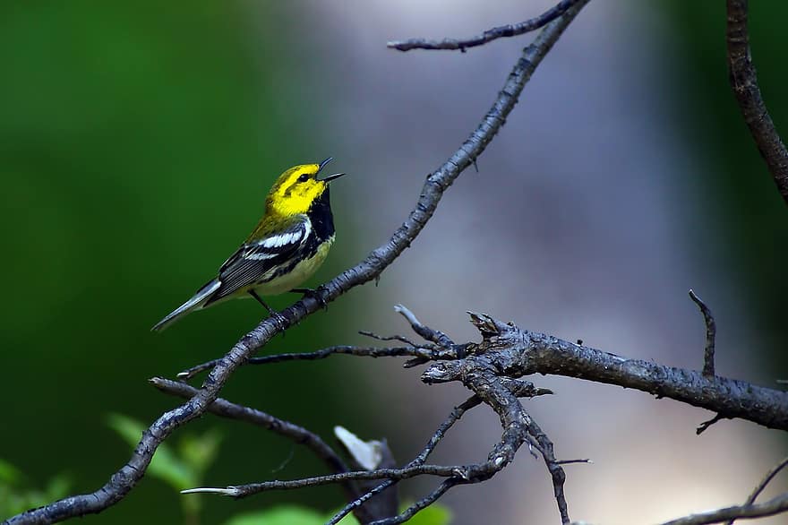 Black-throated Green Warbler, Bird, Branch, Warbler, Animal, Wildlife, Perched, Plumage, Beak, Forest, animals in the wild