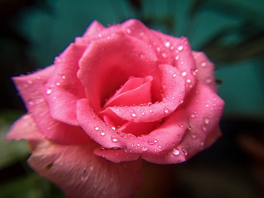 роза, розова роза, розово цвете, капки роса, цвете, градина, природа, наблизо, едър план, венчелистче, растение