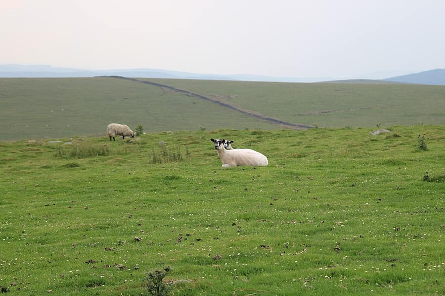 avių, moorland, bandos, pobūdį, vienišas, kraštovaizdį, atmosfera, miglotas