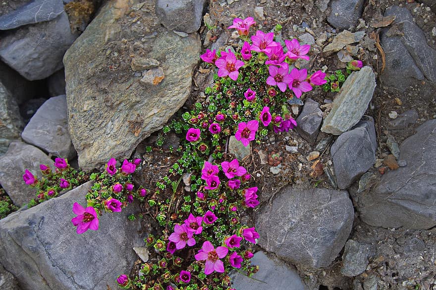 las flores, Saxifraga oppositifolia, flor, floración, naturaleza, rocas, piedras, planta, de cerca, verano, color rosa
