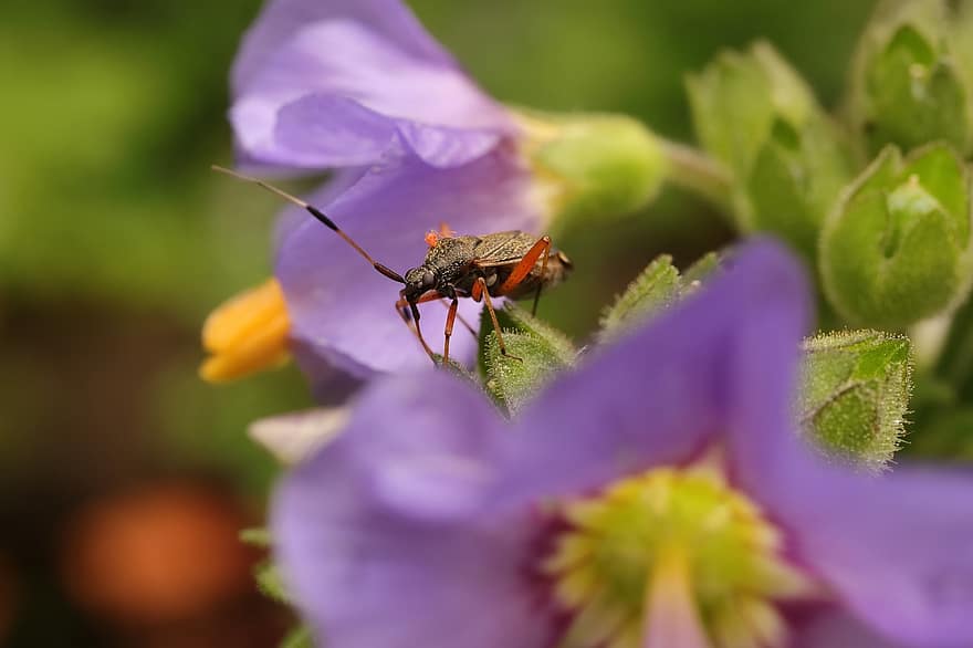 escarabajo, insecto, de cerca, macro, naturaleza, animal, fauna, flor, planta, verano, color verde