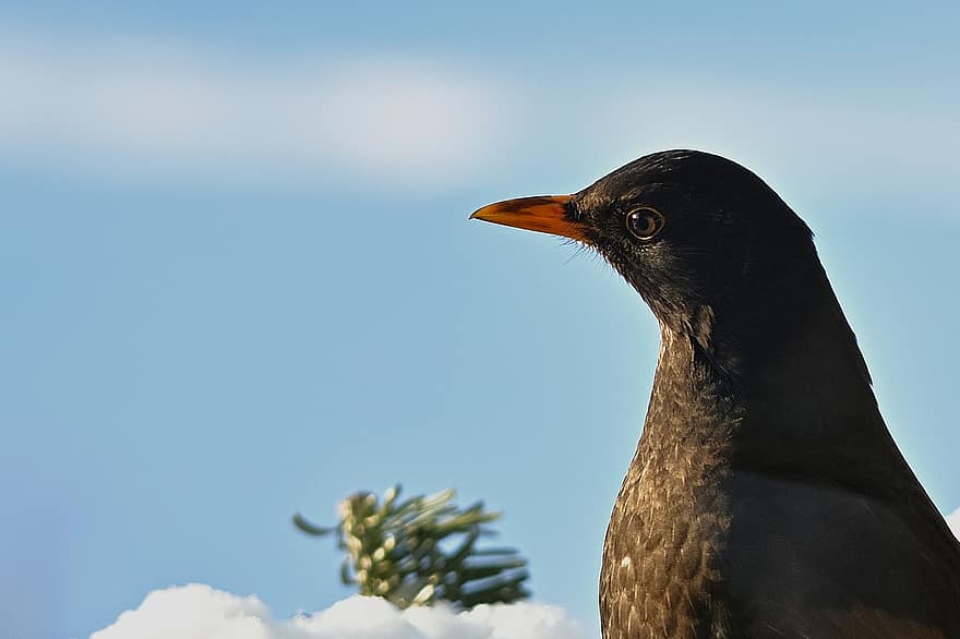 blackbird, putns, knābis, rēķinu, Fead, spalvas, putni, ornitoloģija, ēdiens, ziemā