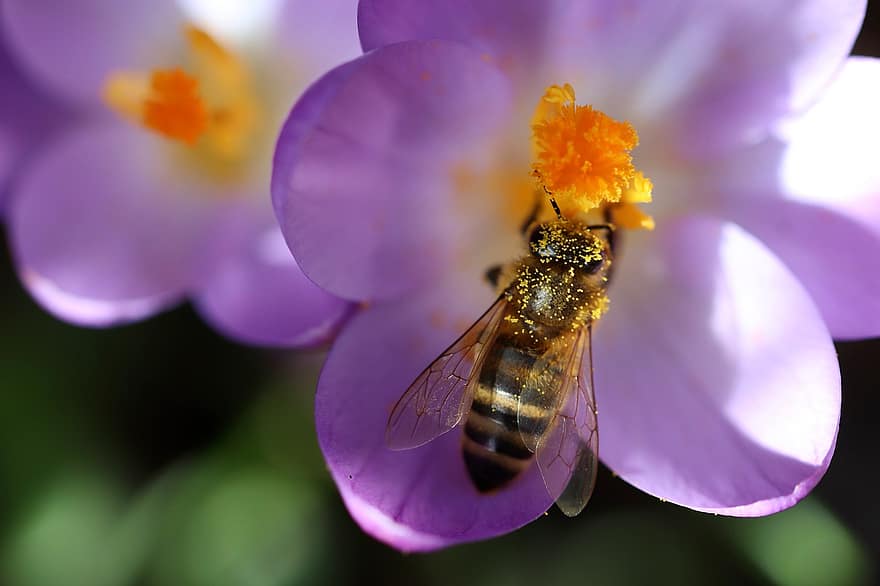 Biene, Krokus, Pollen, bestäuben, Honigbiene, Bestäubung, Insekt, Natur, Makro, Blütenblätter, Staubblätter
