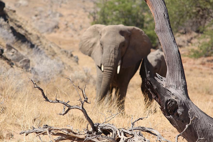 elefante, animal, sabana, fauna silvestre, mamífero, naturaleza, safari, Namibia, África, animales en la naturaleza, elefante africano