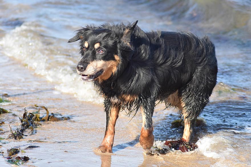 hond, strand, zand, zeewier, North Berwick