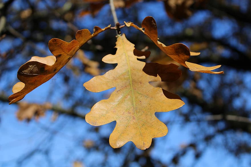 дуб, лист, дерево, падать, осень, ветка, Желтый дубовый лист, природа, желтый, время года, крупный план