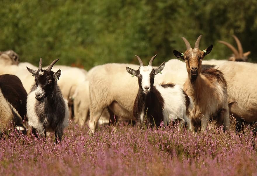 Heather Meadow, Goats, Livestock, Heather Flowers, Animals, Nature, Pasture, farm, rural scene, meadow, grass