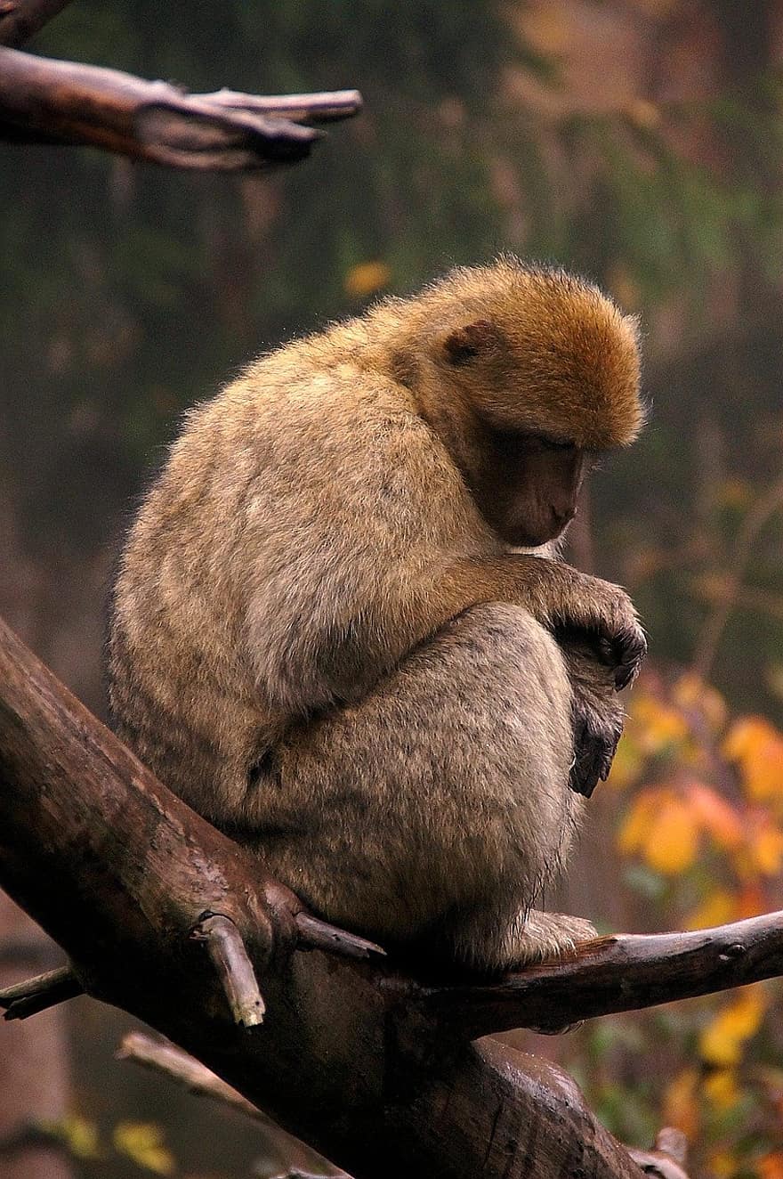 маймуна, примат
