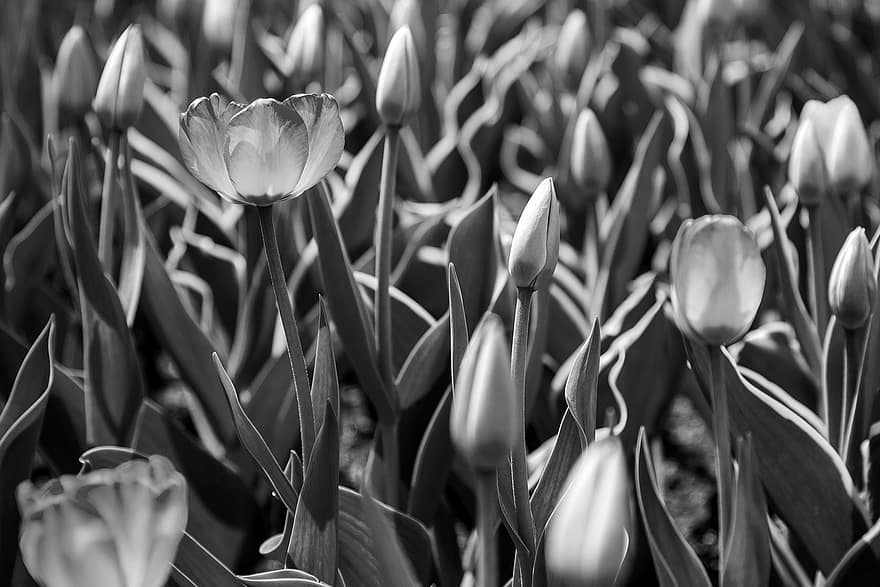tulipan, kwiaty, czarny i biały, pąki, rośliny, kwiat, kwitnąć, pole, ogród, Natura, monochromia