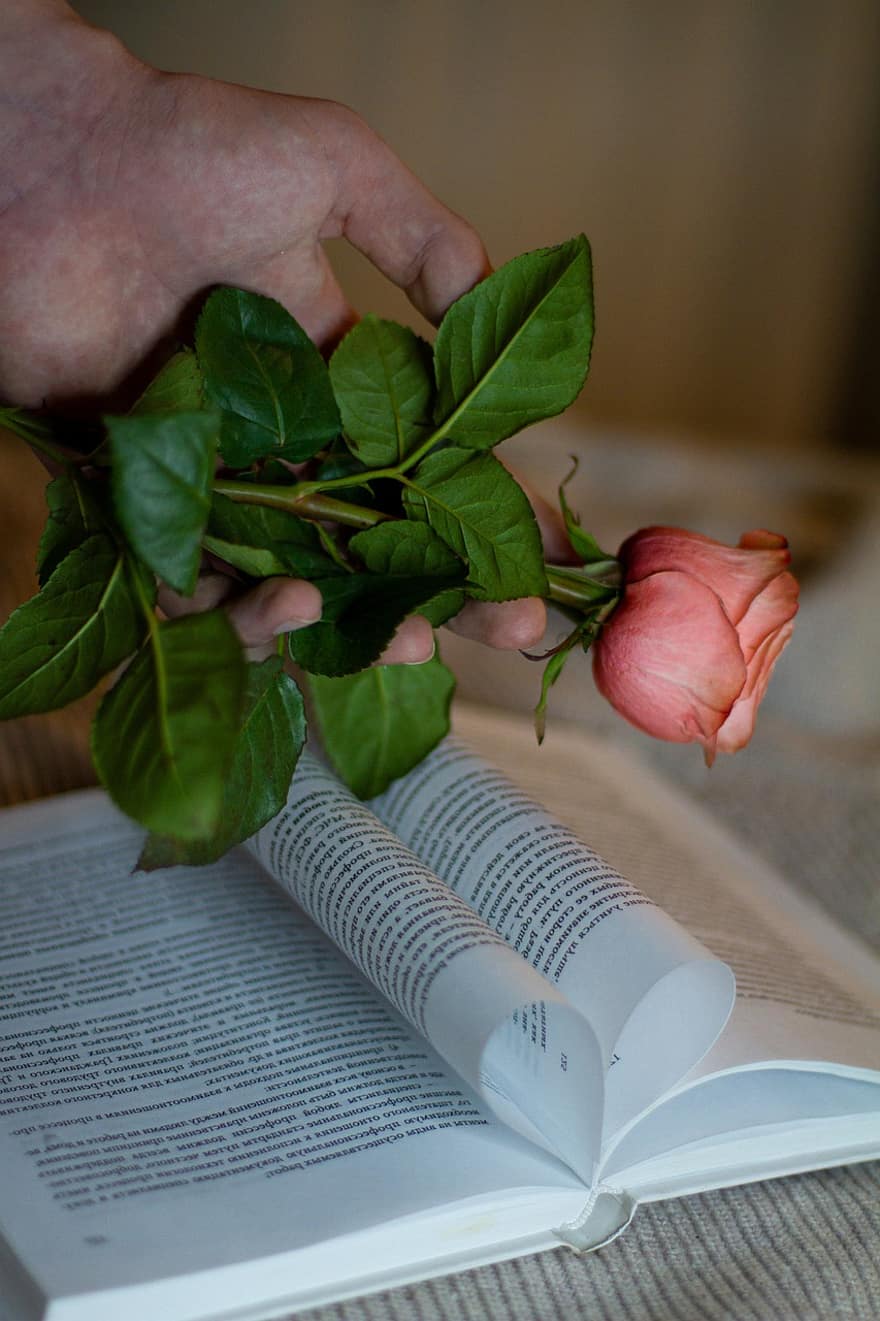 Роза, цветок, книга, День святого Валентина, подарок, образование, литература, учусь, лист, чтение, крупный план