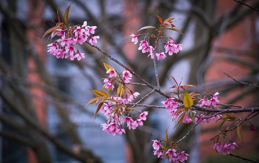Flors de cirerer, flors de color rosa, naturalesa