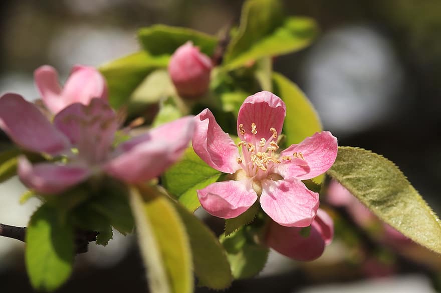 primavera, fiore, botanica, crescita, di stagione, fioritura, fiorire, macro, giardino, alberi di mele cotogne, avvicinamento