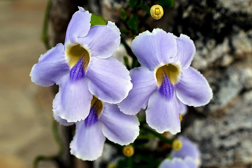 Thunbergia azul, flores, flores azuis, pétalas, pétalas azuis, flor, Flor, flora, natureza