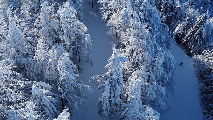 ziemā, raksturs, sniegs, koki, sezonā, ārā, tuksnesī, mežs, koks, sala, ainavu