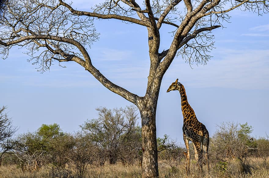 жираф, сафари, Южна Африка, степ, савана, дърво, животни в дивата природа, африка, сафари животни, клон, трева