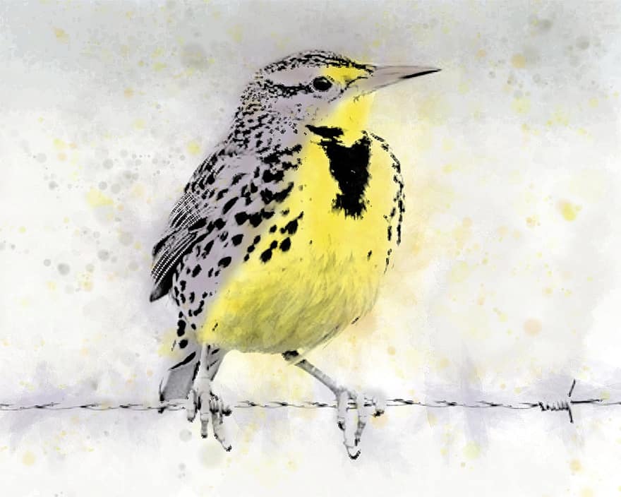 นก, Meadowlark, ทุ่งหญ้านก, งานศิลปะ, จะงอยปาก, สีเหลือง, สัตว์ในป่า, หิมะ, ขน, สัตว์หนึ่งตัว, ฤดูหนาว