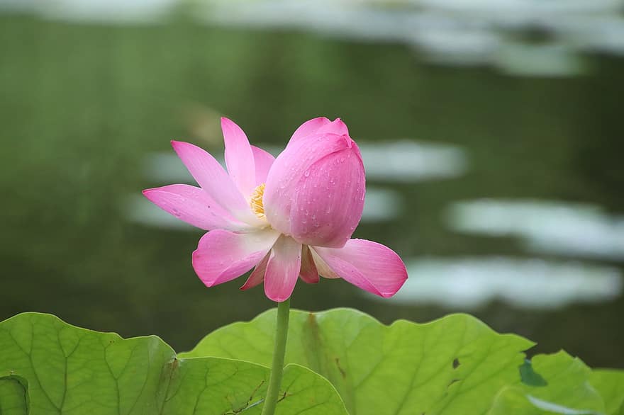 lotoss, ziedu pumpuri, ūdensroze, rozā zieds